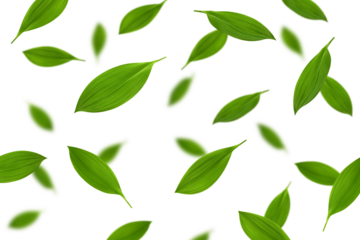 Falling Lily of the valley Leaf, isolated on white background, selective focus