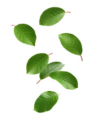 Naklejka premium Falling Apple Leaf, isolated on white background, full depth of field