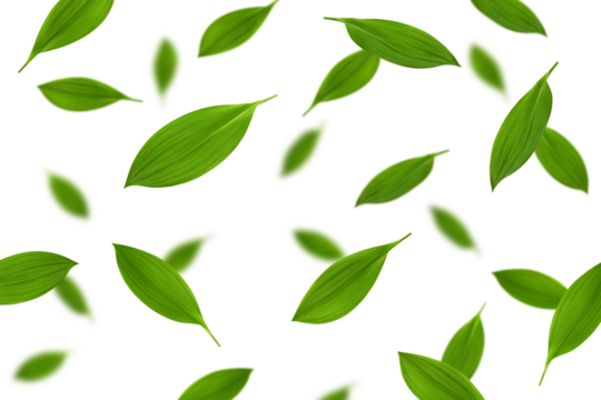 Falling Lily of the valley Leaf, isolated on white background, selective focus