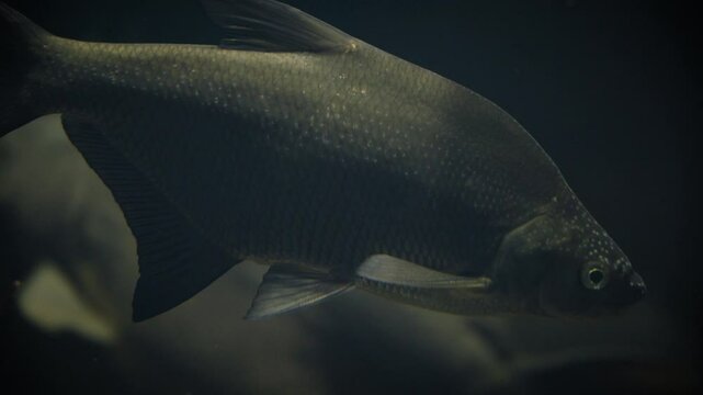 Common bream (Abramis brama) with spawning tubercles swimming in deep dark water