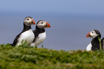 Puffins on the Farne Islands, Northumberland