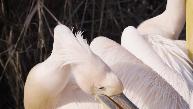 Great white pelican (Pelecanus onocrotalus) preening in close-up with its flock around it, dry reed in tha background