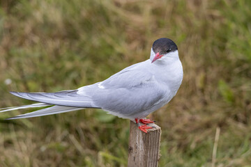 Arctic Tern on the Farne Islands at breeding time