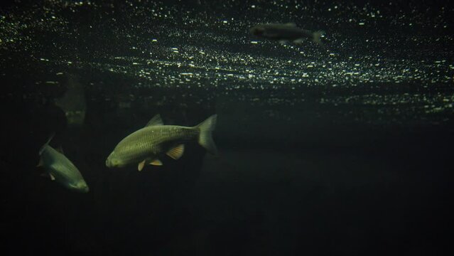 Ide (Leuciscus idus) fish swimming under roots in a still and dark lake