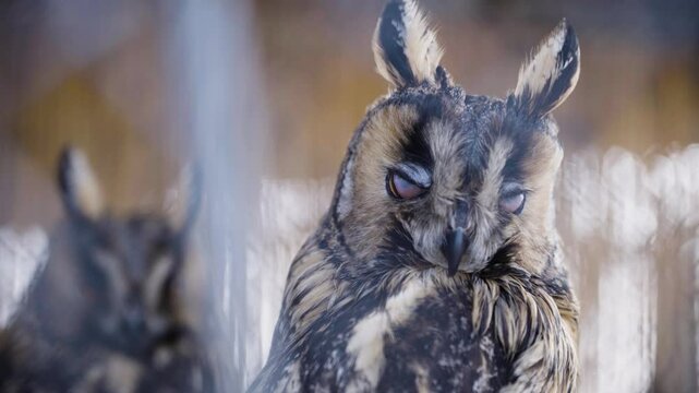 A pair of long-eared owls (Asio otus) in a bird cage, close-up