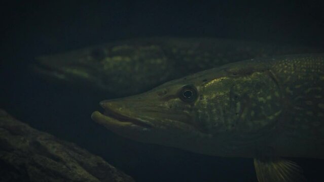 Large northern pikes (Esox lucius) hovering in deep dark water with smaller fish, mostly bream around, close-up