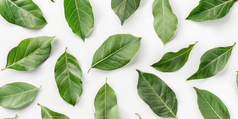 Fototapeta premium Group of fresh green leaves arranged on a clean white background