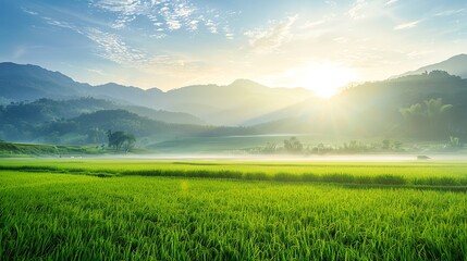 Fototapeta premium expansive views of rice fields with beautiful mountain backdrops