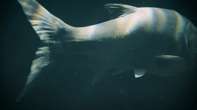 Silver carp (Hypophthalmichthys molitrix) swimming in underwater light rays