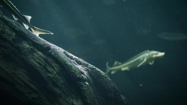 Sterlet (Acipenser ruthenus), a species of sturgeon swimming above an underwater log, light rays and particles in the water