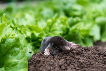 A mole has come out of its hole in a vegetable garden