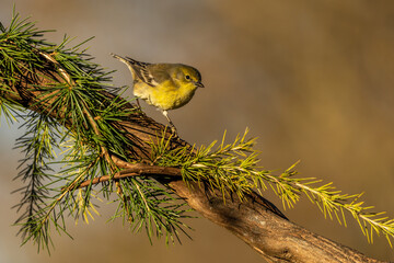 Pine Warbler Perched on a pine bow
