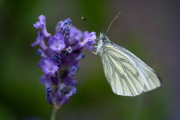 Pieris napi or green-veined white butterfly on a lavender flower. Macro