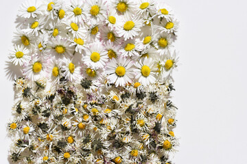 Dried and fresh daisy flowers (Bellis perennis), white background, copy space for text © Martina