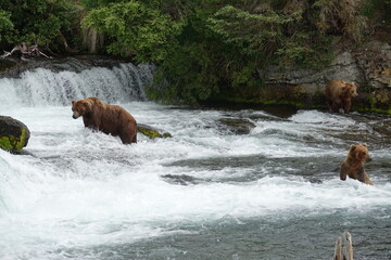 Grizzlies Fishing in River