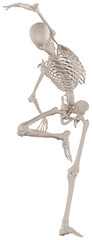 skeleton posing 3d render illustration with transparent background