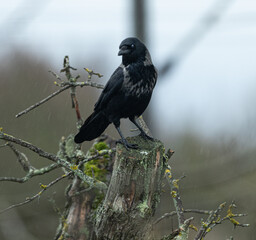 Rabe, Krähe, Vogel, schwarz, Natur, Wild, Einheimisch