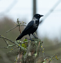 Rabe, Krähe, Vogel, schwarz, Natur, Wild, Einheimisch