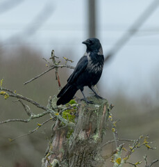 Rabe, Krähe, Vogel, schwarz, Natur, Wild, Einheimisch