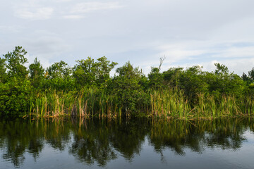 South Florida swamp and water background in Lake Trafford, Immokalee area.