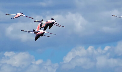 Flying group of flamingo birds in blue sky