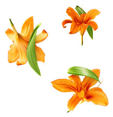 Beautiful Orange lily flower falling in the air isolated on white background. High resolution image