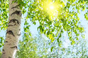 Beautiful natural foliage green background. Birch trees with thin trunks and green foliage. Spring natural background with young birch leaves