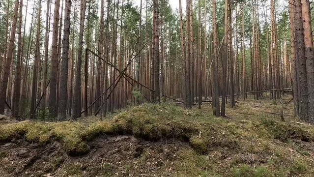 very beautiful and scary forest