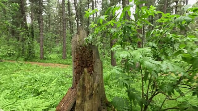 very beautiful and scary forest