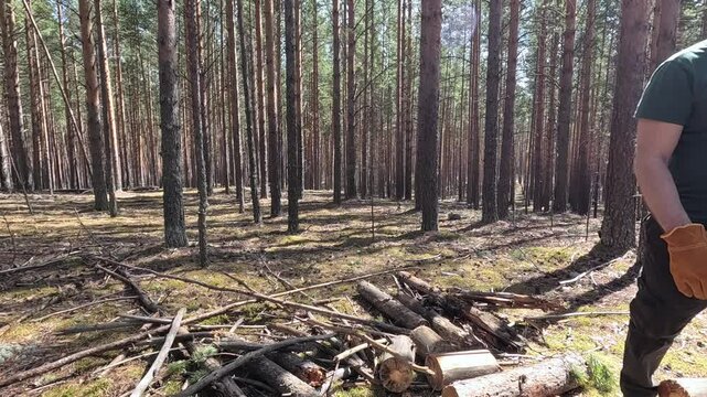 very beautiful and scary forest