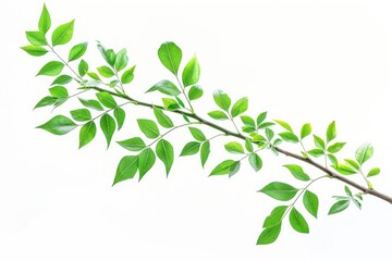 Obraz premium A close-up shot of a branch with lush green leaves against a pure white background