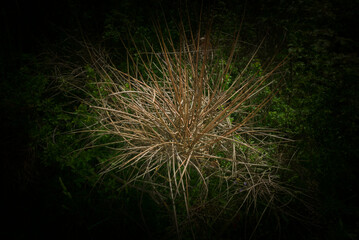 scenic bunch of dried stems on black background