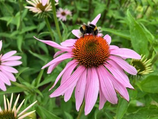 A bumblebee pollinating a blooming pink Echinacea flower up close
