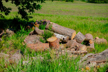 Obraz premium 草原に置かれた丸太