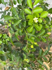 Orange Jasmine Flower beautiful plant