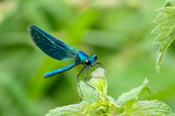 Nahaufnahme einer Blauflügel-Prachtlibelle.
