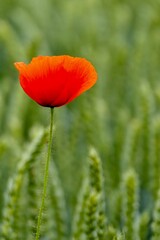 Fototapeta premium Roter Mohn am Rande eines Getreidefeldes.