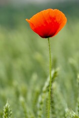 Roter Mohn auf einer Wiese.