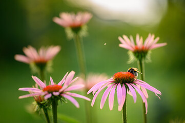 Flowers Sunset Nature Insects Bumblebee Green Red Yellow