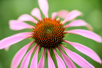 Flowers Sunset Nature Insects Bumblebee Green Red Yellow