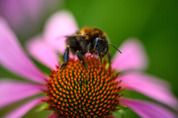 Flowers Sunset Nature Insects Bumblebee Green Red Yellow