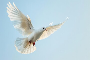 Obraz premium majestic white dove soaring against clear sky wings outstretched isolated cutout photo