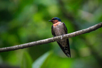 Pacific swallow on branch