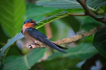 Pacific swallow on branch