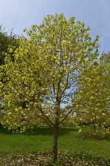 Tulipanowiec amerykański, Liriodendron tulipifera , drzewo, pokrój i kwiaty