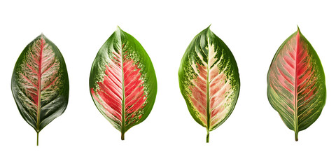 Fototapeta premium Collection of Aglaonema Leaves isolated. group of green leaf cut out.