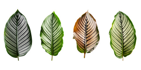 Obraz premium Collection of Calathea Leaves isolated. group of green leaf cut out.