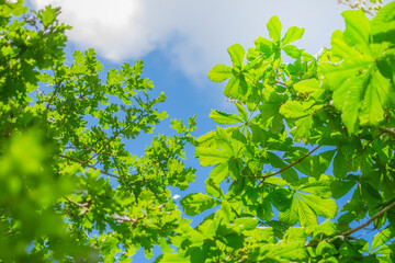 新緑_セイヨウナラ