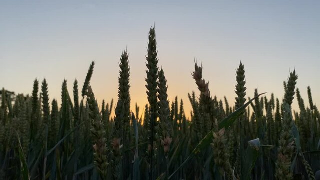 Campo de trigo verde al atardecer, las espigas se mueven lentamente con la brisa y el viento, El trigo que danza Camos ubicados en la Baja Austria centro Europa