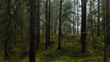 Inside beautiful evergreen forest landscape.
